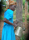 woman of the green belt movement watering trees